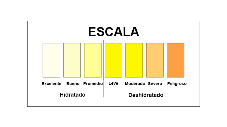  Una orina clara o de color amarillo claro es un signo de haber tomado la cantidad de agua que necesitamos.